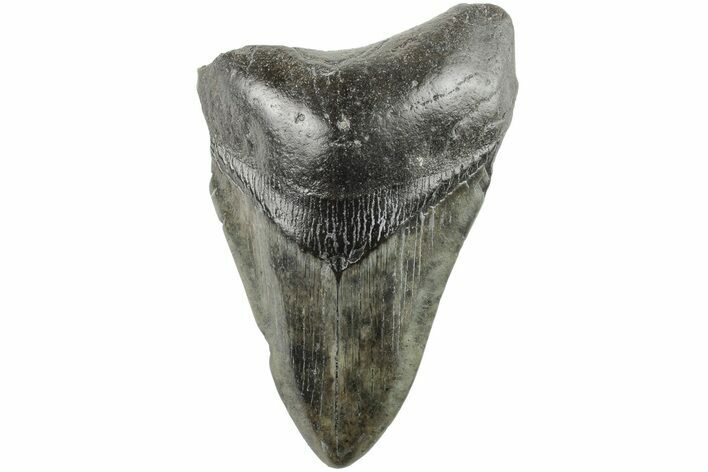 Partial, Fossil Megalodon Tooth #194024